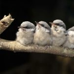 Gallery 3 - Alabama Wildlife Center Baby Bird Season