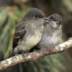 Gallery 4 - Alabama Wildlife Center Baby Bird Season