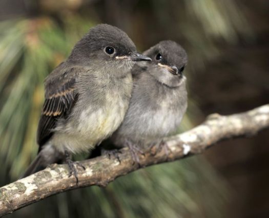 Gallery 4 - Alabama Wildlife Center Baby Bird Season