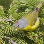 Alabama Wildlife Ctr & Exploring Natural Alabama - Birds of a Feather: Coloration & Mate Selection