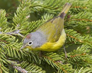 Alabama Wildlife Ctr & Exploring Natural Alabama - Birds of a Feather: Coloration & Mate Selection
