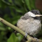 Ala Wildlife Ctr. & Exploring Natural Ala.-Attracting Birds to Your Yard: Bringing Your Hobby Home