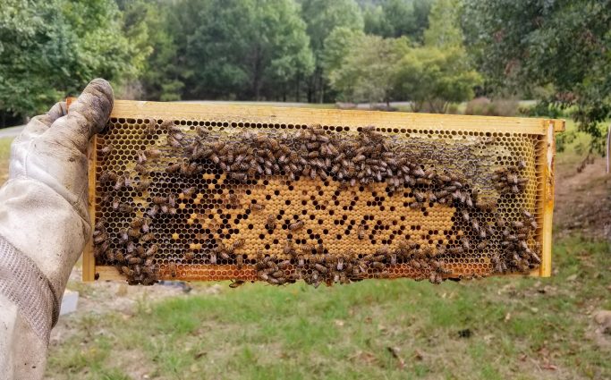 Gallery 1 - Beginner Beekeeping Classes