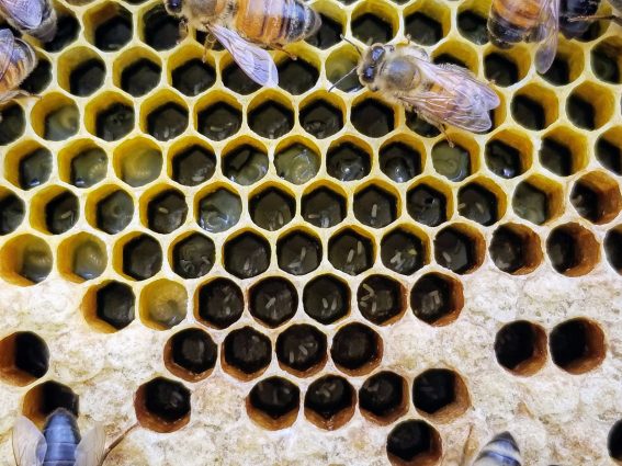 Gallery 2 - Beginner Beekeeping Classes