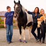 What Horses Can Teach Us