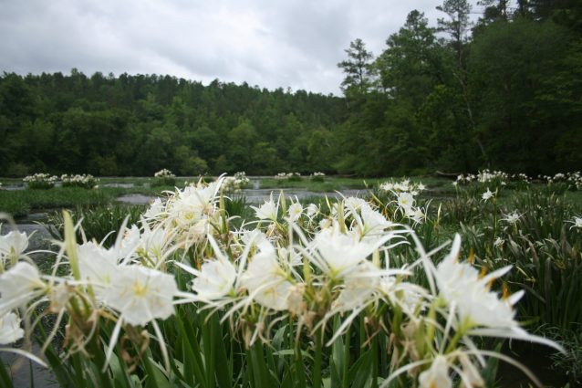 Gallery 2 - Southeastern Outings Cahaba Lily Walk, Hargrove Shoals along the Cahaba River in Bibb County