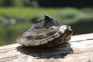 Exploring Natural Alabama: The Urban Turtle Project