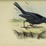 Philip Henry Gosse: A Naturalist’s Sojourn in Alabama