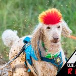 Gallery 1 - US Canine Biathlon REWIND