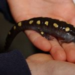 16th Annual Salamander Festival