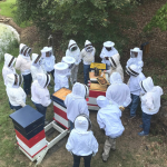 Gallery 2 - Beginner Beekeeping Classes