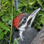 Gallery 2 - Alabama Wildlife Ctr & Exploring Natural Alabama - Birds of a Feather: Coloration & Mate Selection