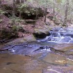 Gallery 3 - Southeastern Outings Creekwade in Quillan Creek, Sipsey Wilderness, Bankhead National Forest