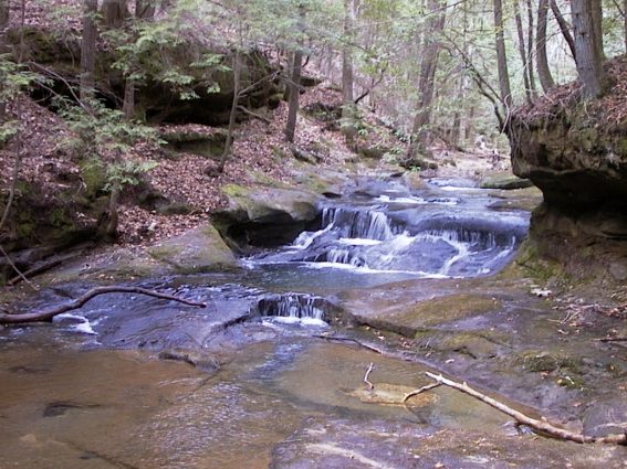 Gallery 3 - Southeastern Outings Creekwade in Quillan Creek, Sipsey Wilderness, Bankhead National Forest