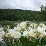 Gallery 1 - Southeastern Outings Cahaba Lily Walk, along the Cahaba River in Bibb County