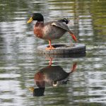 Alabama Audubon Field Trip: BIRDingham Parks