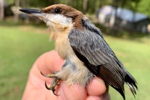 Winter Audubon Talk—Alabama’s Birdlife and the...