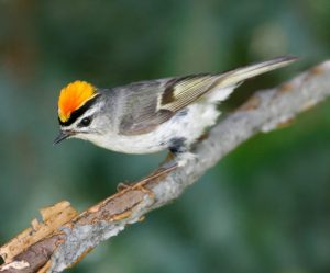Alabama Audubon Field Trip: Birmingham Zoo and Great Backyard Bird Count