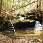 Gallery 1 - Southeastern Outings Dayhike along Upper Quillan Creek in the Sipsey Wilderness