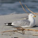 Audubon at Home: Gulls