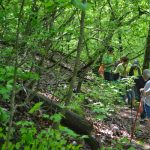 Gallery 3 - Southeastern Outings Wildflower Walk in a Forest Preserve in Homewood