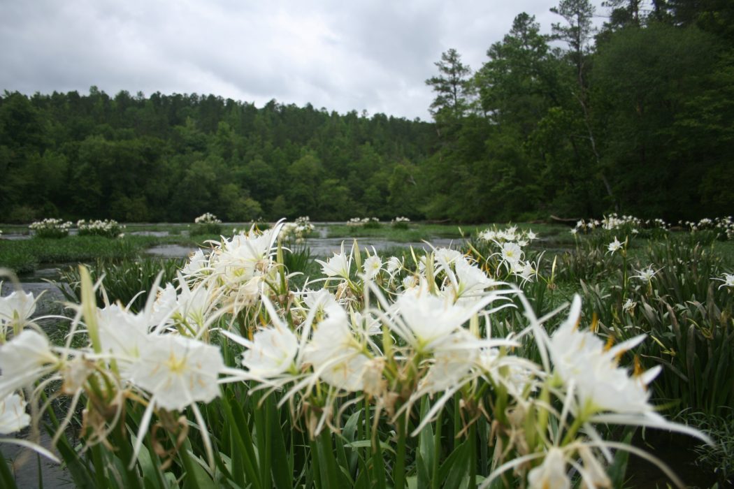 Gallery 3 - Southeastern Outings Cahaba Lily Walk, Hargrove Shoals along the Cahaba River