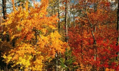 Alabama Fall Color Trail