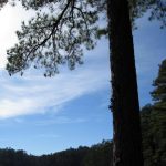 Delightful Southeastern Outings Second Sunday Dayhike in Oak Mountain State Park