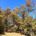 Gallery 1 - Southeastern Outings Dayhike at Horseshoe Bend National Military Park