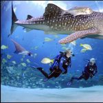 DIVING WITH WHALE SHARKS