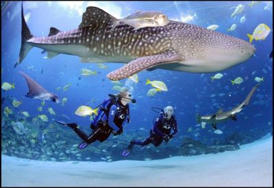 DIVING WITH WHALE SHARKS