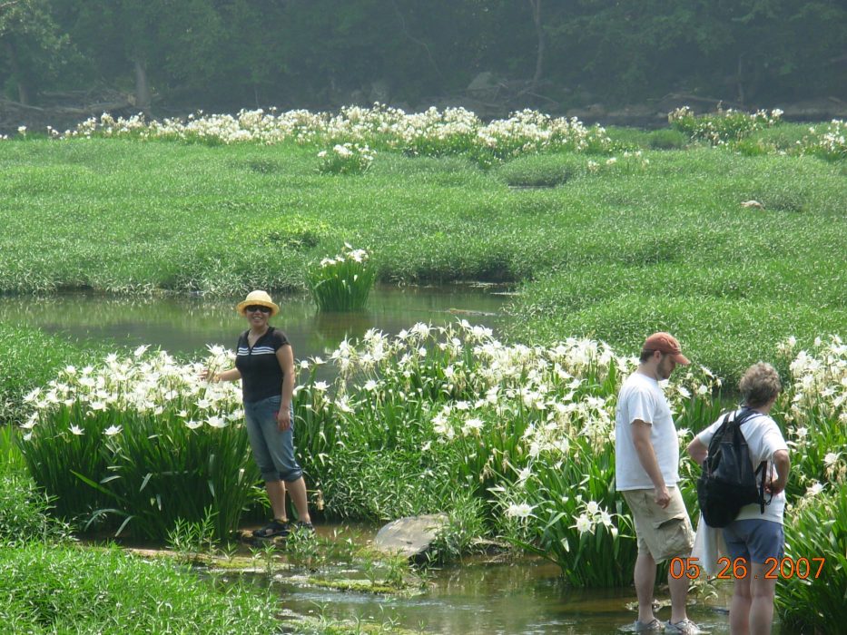 Gallery 1 - Southeastern Outings Cahaba Lily Walk along the Cahaba River near West Blocton in Bibb County. Postponed to Saturday, May 27, 2023