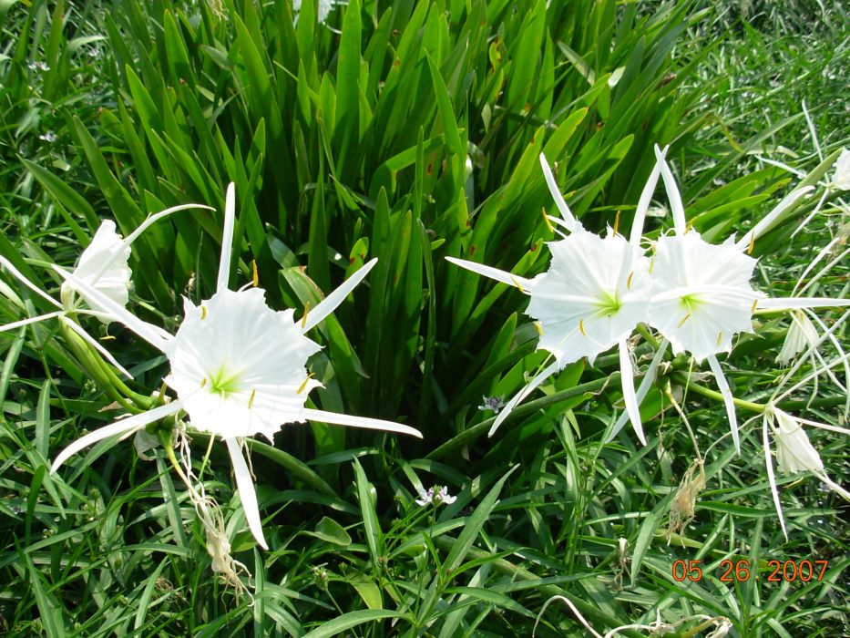 Gallery 2 - Southeastern Outings Cahaba Lily Walk along the Cahaba River near West Blocton in Bibb County. Postponed to Saturday, May 27, 2023