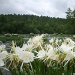 Gallery 3 - Southeastern Outings Cahaba Lily Walk along the Cahaba River near West Blocton in Bibb County. Postponed to Saturday, May 27, 2023