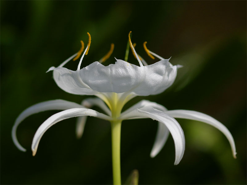Gallery 4 - Southeastern Outings Cahaba Lily Walk along the Cahaba River near West Blocton in Bibb County. Postponed to Saturday, May 27, 2023