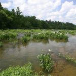 Gallery 5 - Southeastern Outings Cahaba Lily Walk along the Cahaba River near West Blocton in Bibb County. Postponed to Saturday, May 27, 2023