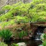 Japanese Maples Walk and Talk with David Doggett