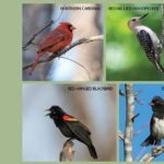 Members-Only Guided Bird Walk