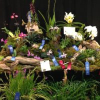 The Alabama Orchid Society 31st annual Orchid Show and Sale