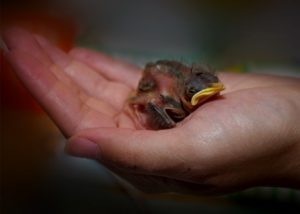 Alabama Wildlife Center Baby Bird Season