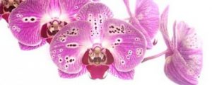 Alabama Orchid Society Monthly Meetings