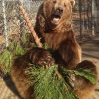 December is Beary much fun at Tigers For Tomorrow